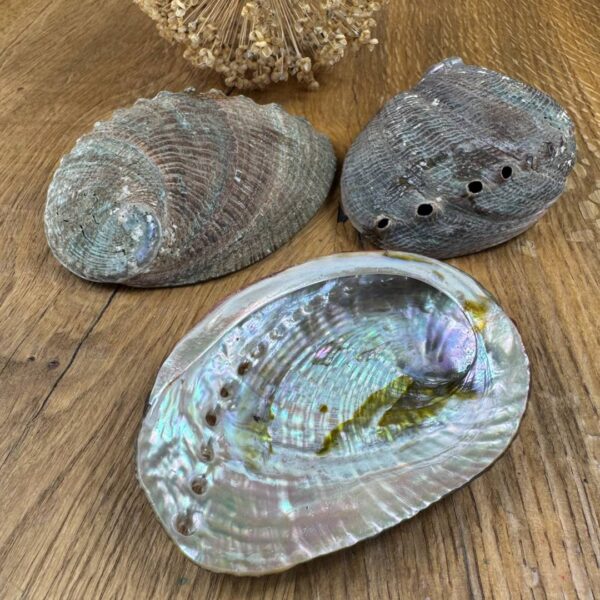 Abalone
