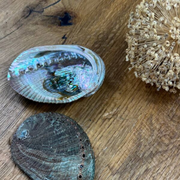 Abalone-Meeresmuschel