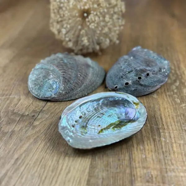 Abalone-Muschel