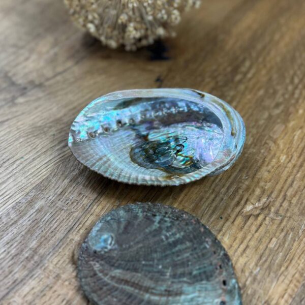 Abalone-Muschel-Herzrein