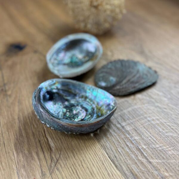 Abalone-Naturprodukt