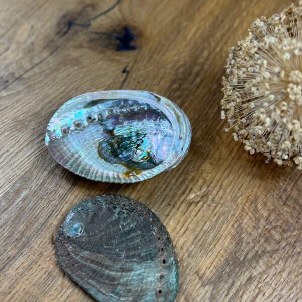 Abalone-Seeohren