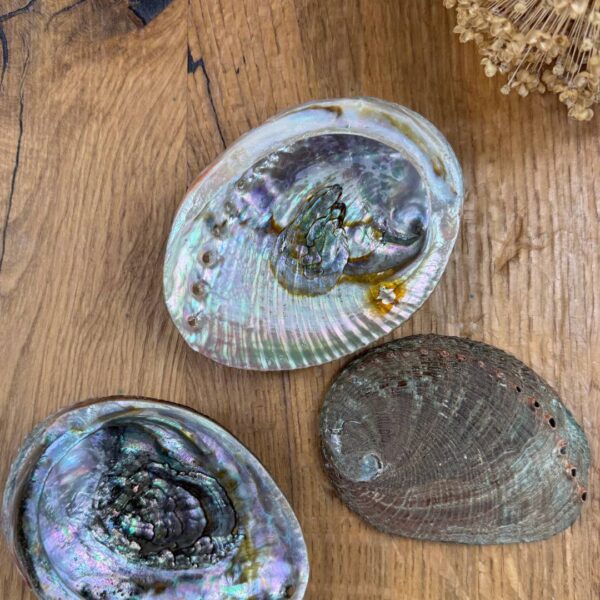 Paua-Muschel